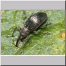 Ceratapion gibbirostre - Ruesselkaefer cf 01 3mm.jpg